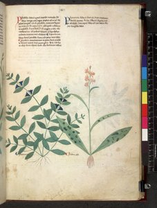 Egerton 747 Tractatus de herbis (Herbier) vers 1280-1310 - School Italian