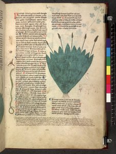 Egerton 747 Tractatus de herbis (Herbier) vers 1280-1310 - School Italian