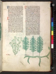Egerton 747 Tractatus de herbis (Herbier) vers 1280-1310