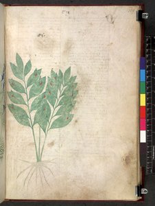 Egerton 747 Tractatus de herbis (Herbier) vers 1280-1310 - School Italian