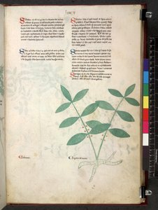 Egerton 747 Tractatus de herbis (Herbier) vers 1280-1310 - School Italian