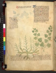 Egerton 747 Tractatus de herbis (Herbier) vers 1280-1310