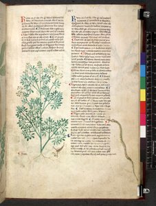 Egerton 747 Tractatus de herbis (Herbier) c.1280-1310 - School Italian