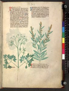 Egerton 747 Tractatus de herbis (Herbier) c.1280-1310 - School Italian