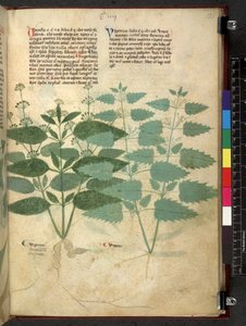 Egerton 747 Tractatus de herbis (Herbier) c.1280-1310