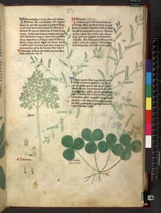 Egerton 747 Tractatus de herbis (Herbier) c.1280-1310 - School Italian