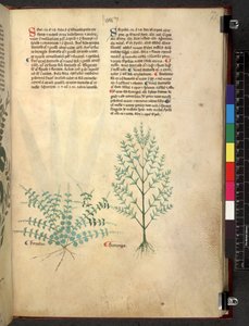 Egerton 747 Tractatus de herbis (Herbier) c.1280-1310