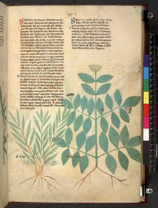 Tractatus de herbis (Herbier) c.1280-1310 - School Italian