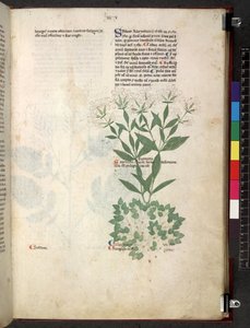 Tractatus de herbis (Herbier) c.1280-1310