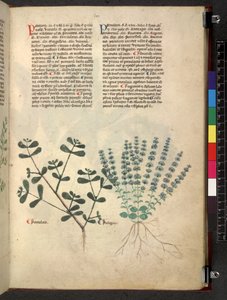 Egerton 747 Tractatus de herbis (Herbier) c.1280-1310 - School Italian