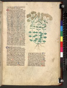 Egerton 747 Tractatus de herbis (Herbier) c.1280-1310