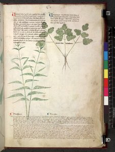 Egerton 747 Tractatus de herbis (Herbier) c.1280-1310 - School Italian