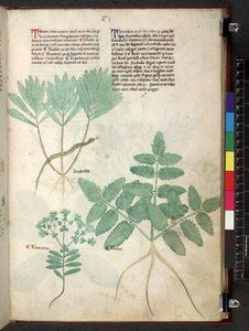 Egerton 747 Tractatus de herbis (Herbier) c.1280-1310 - School Italian