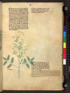 Egerton 747 Tractatus de herbis (Herbier) c.1280-1310