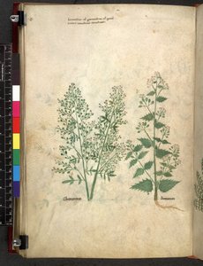 Egerton 747 Tractatus de herbis (Herbier) c.1280-1310 - School Italian
