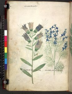 Egerton 747 Tractatus de herbis (Herbier) c.1280-1310 - School Italian