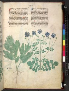 Tractatus de herbis (Herbier) vers 1280-1310 - School Italian
