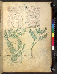Tractatus de herbis (Herbier) vers 1280-1310