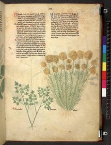 Tractatus de herbis (Herbier) vers 1280-1310