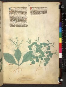 Tractatus de herbis (Herbier) vers 1280-1310 - School Italian