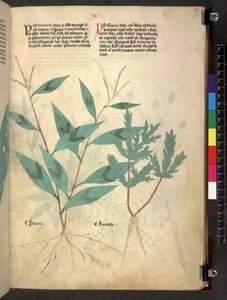 Tractatus de herbis (Herbier) vers 1280-1310 - School Italian