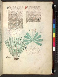 Tractatus de herbis (Herbier) vers 1280-1310 - School Italian
