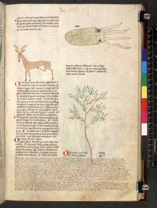 Tractatus de herbis (Herbier) vers 1280-1310 - School Italian