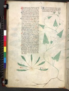 Tractatus de herbis (Herbier) vers 1280-1310