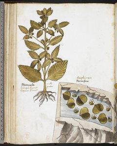 Harley MS 3736 f.58v Mandragore, de 