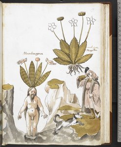 Harley MS 3736 f.59r Une mandragore tirée par un chien, de 