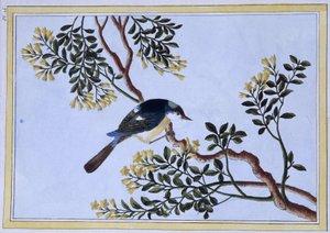 Oiseau - Estampe japonaise - Japanese School