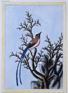 Oiseau - Estampe japonaise - Japanese School