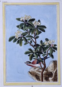 Oiseau - Estampe japonaise - Japanese School