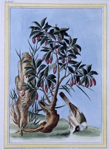 Oiseau - estampe japonaise