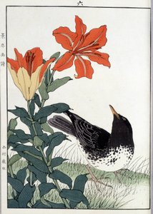 Merle et fleurs de lys - Japanese School