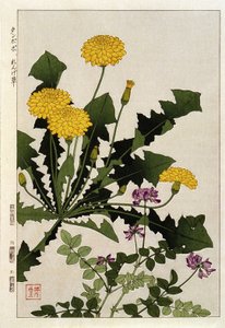 Fleurs de pissenlit - Japanese School