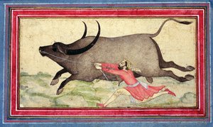Buffle en fuite, Johnson Album XIV, no.11, verso, c.1700 - School Mughal