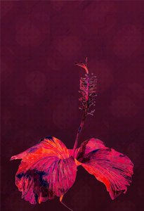 Hibiscus, 2019 - Scott J. Davis