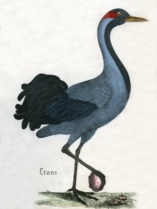 Gravure antique d