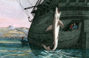 Grand requin blanc capturé en mer - Scottish School