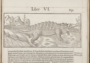 Cosmographia, Fol 1137, 1544 - Sebastian Munster