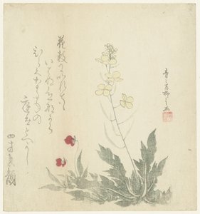Plantes à fleurs - Seiseikyo Ryûshi
