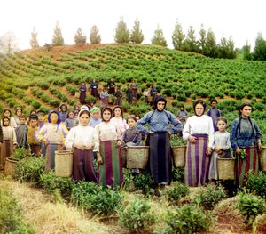 Un groupe de jeunes femmes et enfants grecs récoltant du thé, Chakva, Empire russe, entre 1905 et 1915