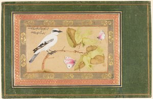 Oiseau noir et blanc perché sur un arbuste - Shafi