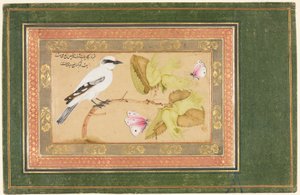 Oiseau noir et blanc perché sur un arbuste - Shafi Abbasi
