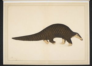 Pangolin ou fourmilier écailleux - Shaikh Zain ud Din (fl.1777 83)