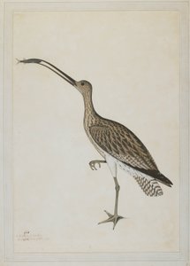 Courlis oriental dévorant un gobie - Shaikh Zain ud Din (fl.1777 83)