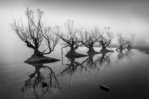 Des arbres dénudés dans le brouillard - Shanrui Ren