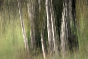  - Sheila Bernard