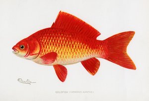 Poisson rouge (Carassius Auratus)